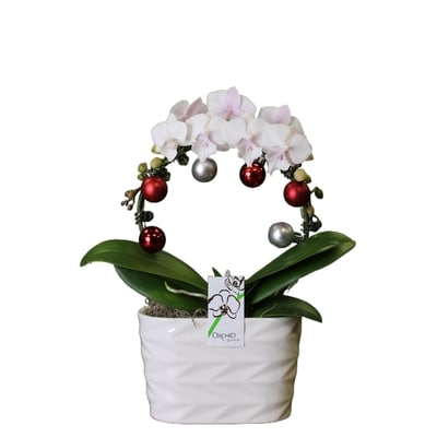 null Orchidée des fêtes 1 ea, 34,00 $/1ch