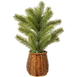 Life at Home Potted Pine Tree 1 ea, $14.00/1ea