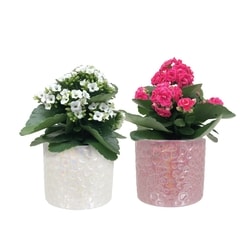 null Seasonal Upgrade Pack 13 1 ea, $14.00/1ea