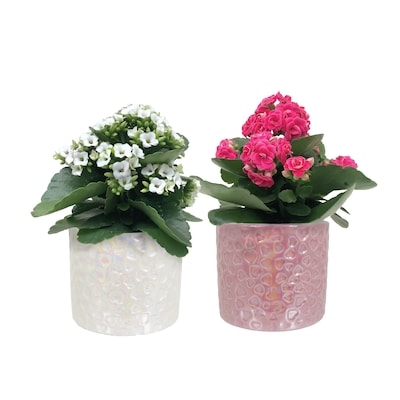 null Saisonnier amélioration de la floraison 1 ea, 14,00 $/1ch