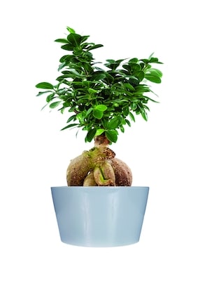 null Bonsaï 6 Pouces Amélioré 1 ea, 42,88 $/1ch