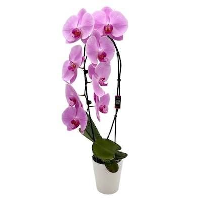 null Waterfall Orchid in Ceramic 1 ea, $36.00/1ea