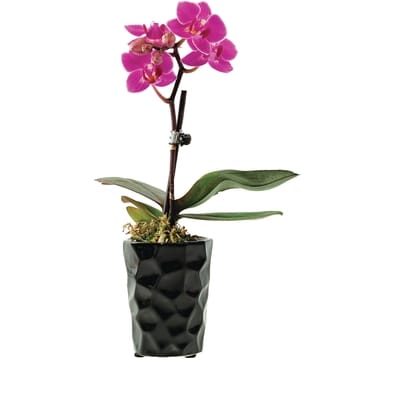 null Mini Orchid in Ceramic Pot 1 ea, $14.00/1ea