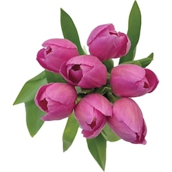 null Tulips, 9-stem  1 ea, $10.00/1ea