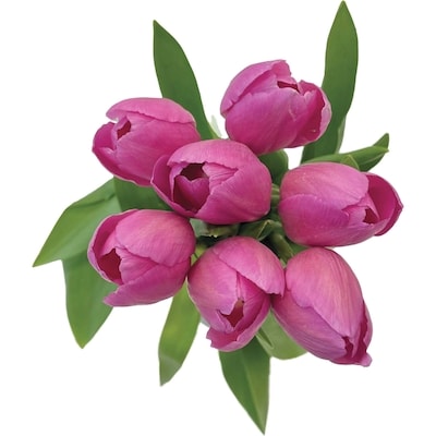 null Tulips, 9-stem  1 ea, $10.00/1ea