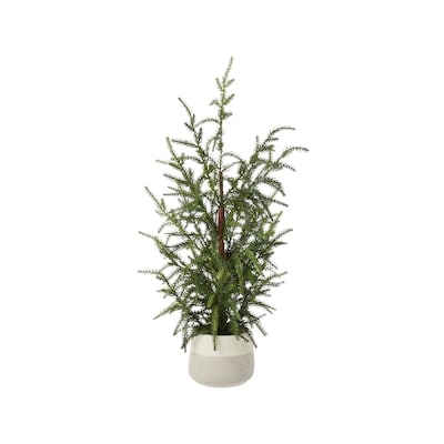 Life at Home Potted Fir Tree 1 ea, $24.00/1ea