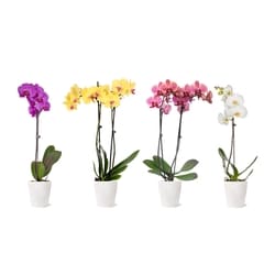 null Phalaenopsis Orchid 1 ea, $28.00/1ea