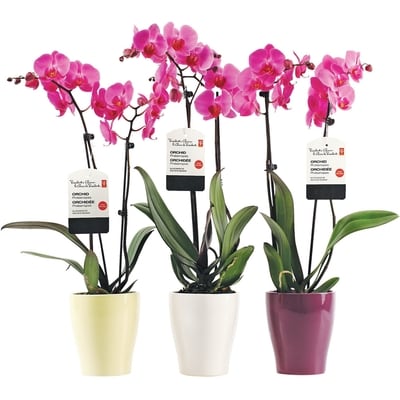 null Orchidée Phalaenopsis dans un pot en céramique de 5 pouces 1 ea, 28,00 $/1ch
