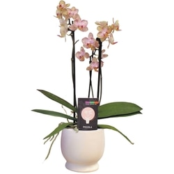null Multiflora Orchid, 3.5-inch 1 ea, $20.00/1ea