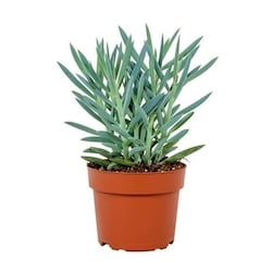 null Mount Everest Succulent 1 ea, $9.00/1ea