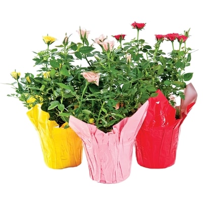 null Mini Rose 4-Inch 1 ea, $7.00/1ea