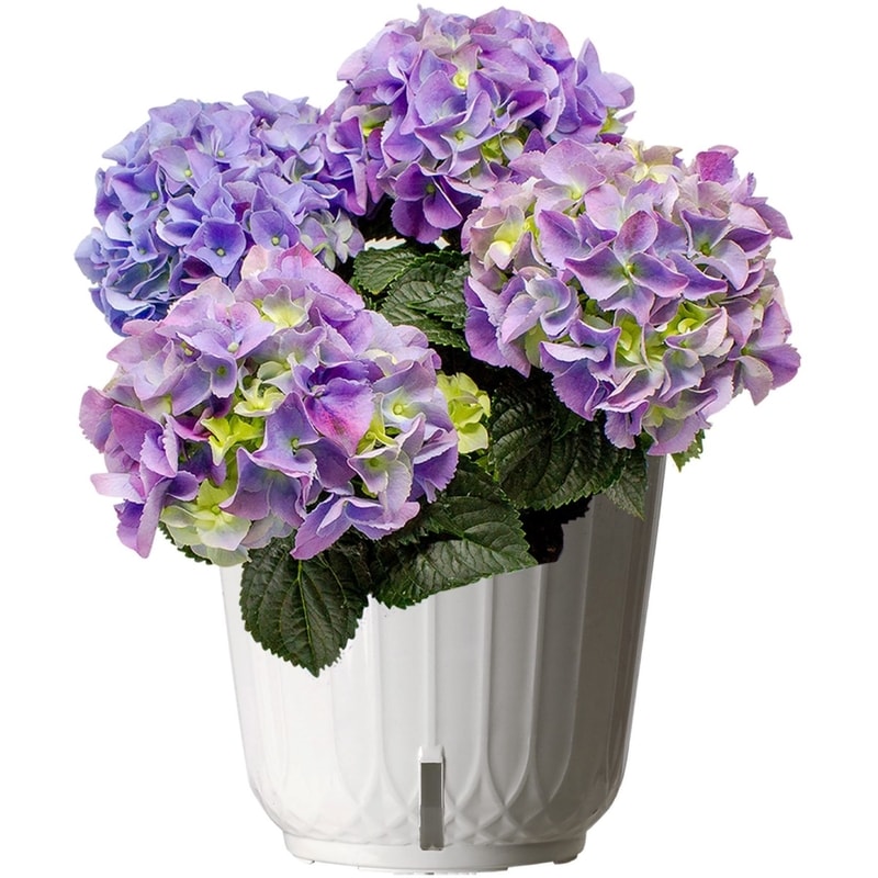 Hydrangea in Self-Watering Container