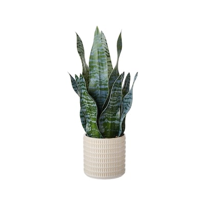 Life at Home Potted Faux Silk Snake Plant 1 ea, $15.00/1ea