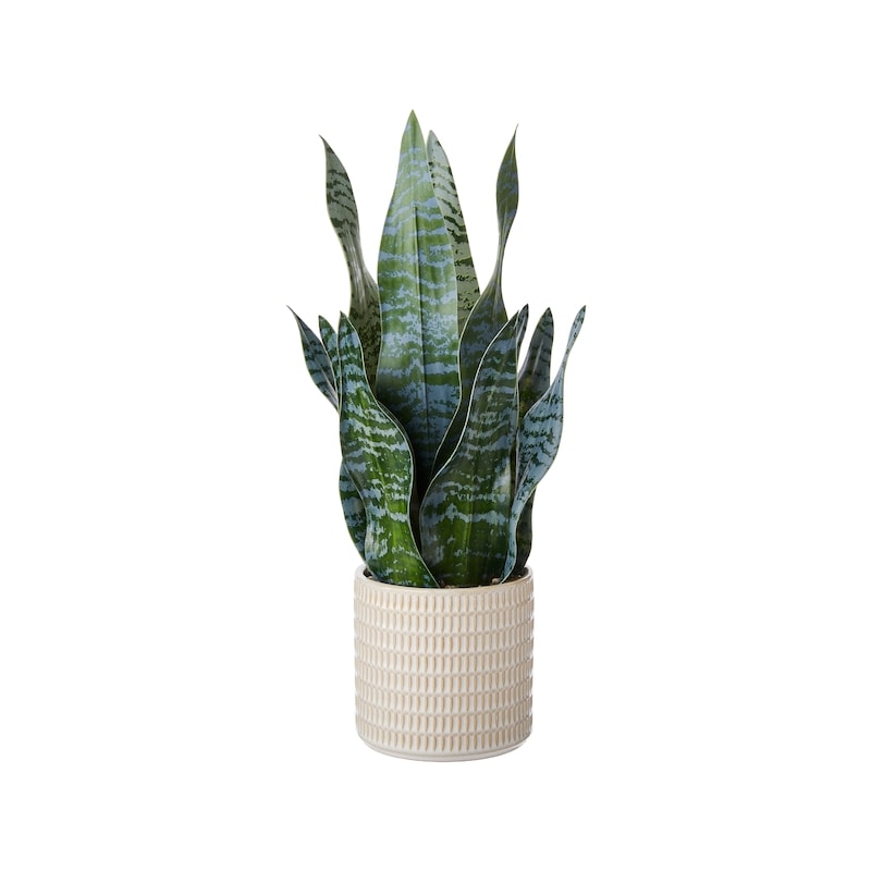 Potted Faux Silk Snake Plant