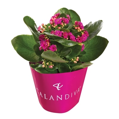 null Calandiva, 4 Inch 1 ea, $8.00/1ea
