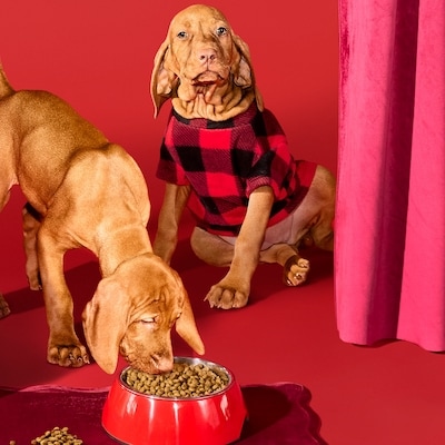 Nutrition First Premium Dry Large Breed Puppy Food Chicken, Brown Rice, and Pea