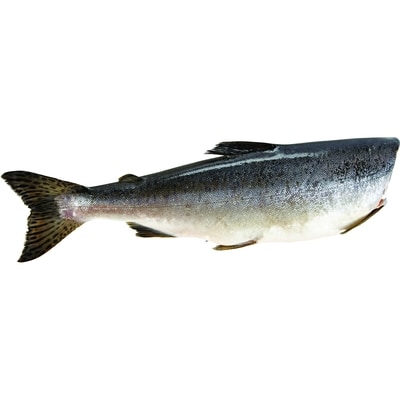 Maximum Pink Salmon $11.00/1kg $4.99/1lb