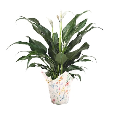 null Peace Lily, 4 Inch 1 ea, $11.00/1ea