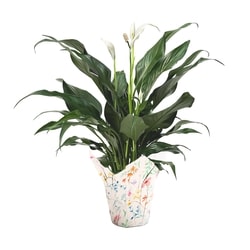null Lys de paix, 4 pouces 1 ea, 12,00 $/1ch