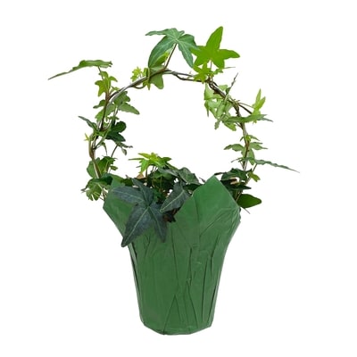 null Cerceau Ivy, 4 pouces 1 ea, 10,00 $/1ch