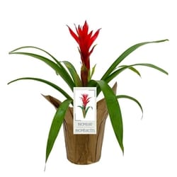 null Bromeliad, 4 Inch 1 ea, $16.00/1ea