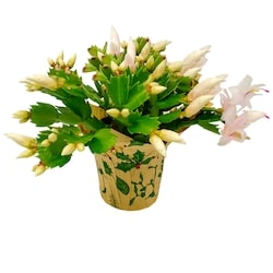 null Christmas Cactus 1 ea, $15.00/1ea
