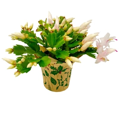 null Christmas Cactus 1 ea, $12.00/1ea