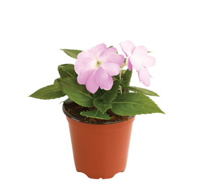 null Plante annuelle de 10 cm 1 ea, 5,00 $/1ch