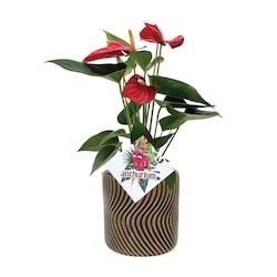 null Anthurium Upgrade 4Inch 1 ea, $24.00/1ea