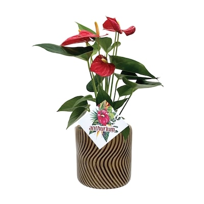 null Anthurium Amélioré 4 Pouces 1 ea, 22,00 $/1ch