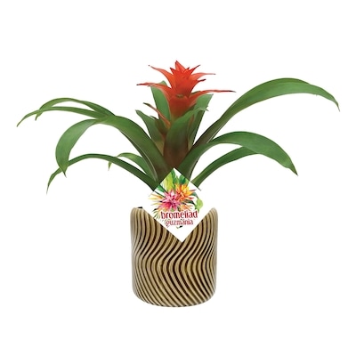 null Bromeliad Upgrade 4 Inch 1 ea, $25.00/1ea