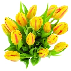 null Tulips 15 Stem 1 ea, $18.00/1ea