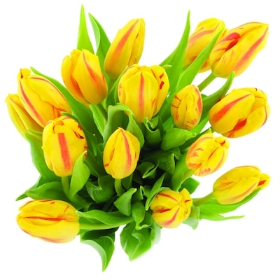 null Tulipes 15 Tiges 1 ea, 18,00 $/1ch