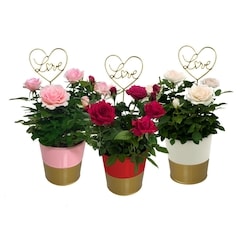 null Mini Rose Tin 4Inch 1 ea, $14.00/1ea