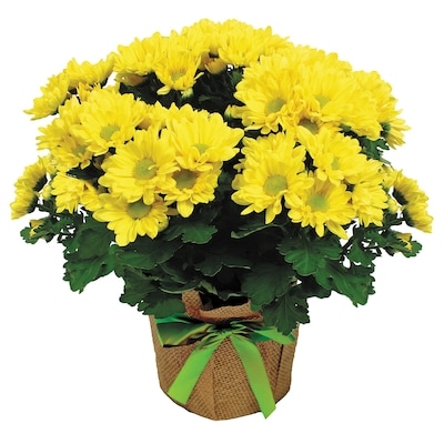 null Chrysanthème 6 Pouces 1 ea, 14,00 $/1ch