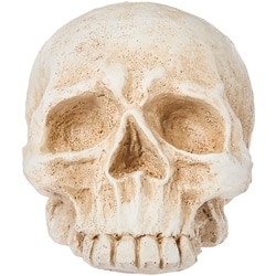 null Ceramic Skull Decoration 1 ea, $16.00/1ea