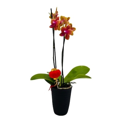 null Orchid Lunar New Year 3.5 Inch 1 ea, $18.88/1ea