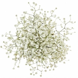 null Baby's Breath Bunch 1 ea, $8.00/1ea