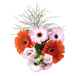 null Petit bouquet de gerberas 1 ea, 10,00 $/1ch