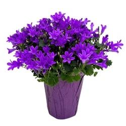 null Campanula, 4 Inch 1 ea, $7.00/1ea