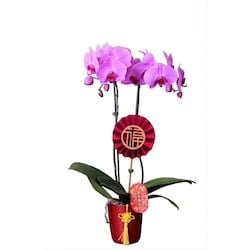 null 5-inch LNY Everyday Orchid 1 ea, $27.88/1ea