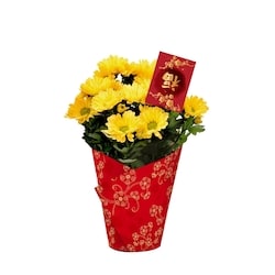 null  4-inch LNY Mums 1 ea, $8.88/1ea