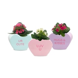 null 2.5-inch Message Hearts 1 ea, $8.00/1ea