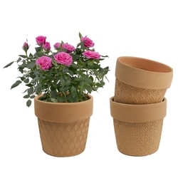 null Mini Rose in Clay Pot 1 ea, $12.00/1ea
