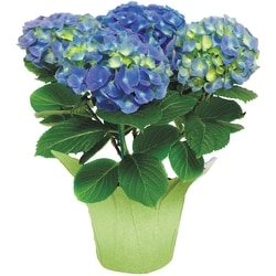 null Hydrangea in Potcover 1 ea, $22.00/1ea