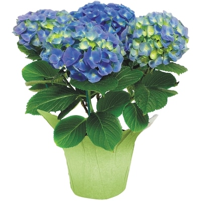 null Hortensia dans un cache-pot 1 ea, 22,00 $/1ch