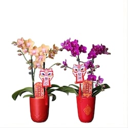 null 3.5-inch LNY Small Orchid 1 ea, $21.88/1ea