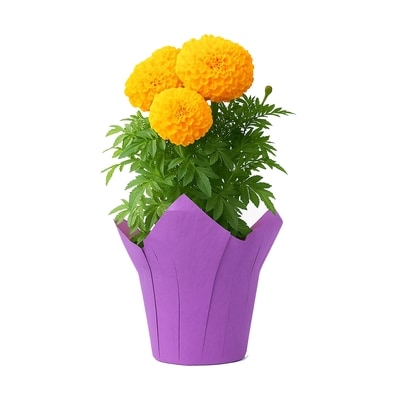 null Marigold, 4 Inch 1 ea, $6.00/1ea
