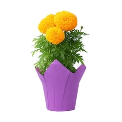 null Souci, 4 pouces 1 ea, 6,00 $/1ch