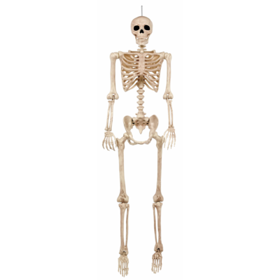 null Life Size Posable Skeleton 1 ea, $69.00/1ea